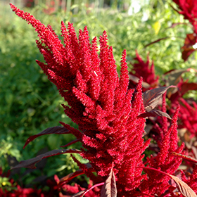 Plant Photo 2