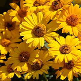 Plant Photo 7
