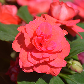 Plant Photo 2
