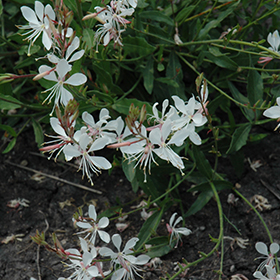 Plant Photo 9