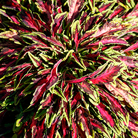Plant Photo 6