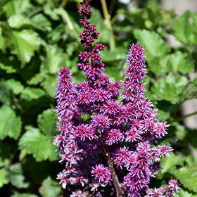 Plant Photo 3