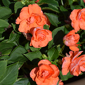 Plant Photo 10