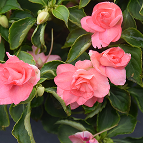 Plant Photo 1