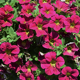 Plant Photo 8